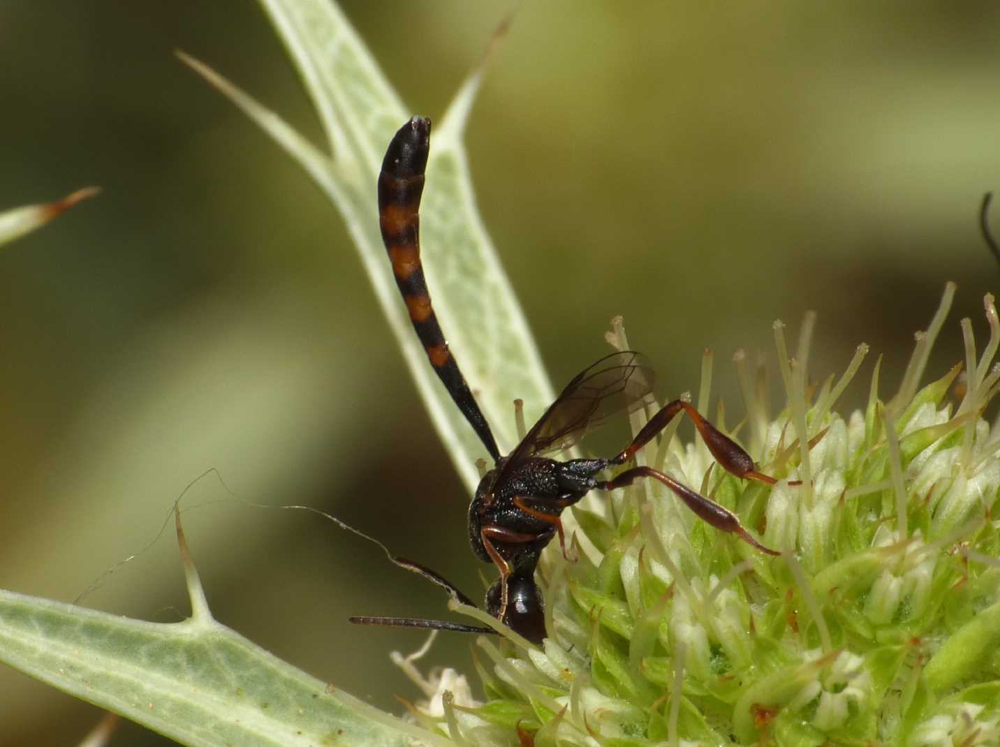 Gasteruption hastator  (Gasteruptiidae)